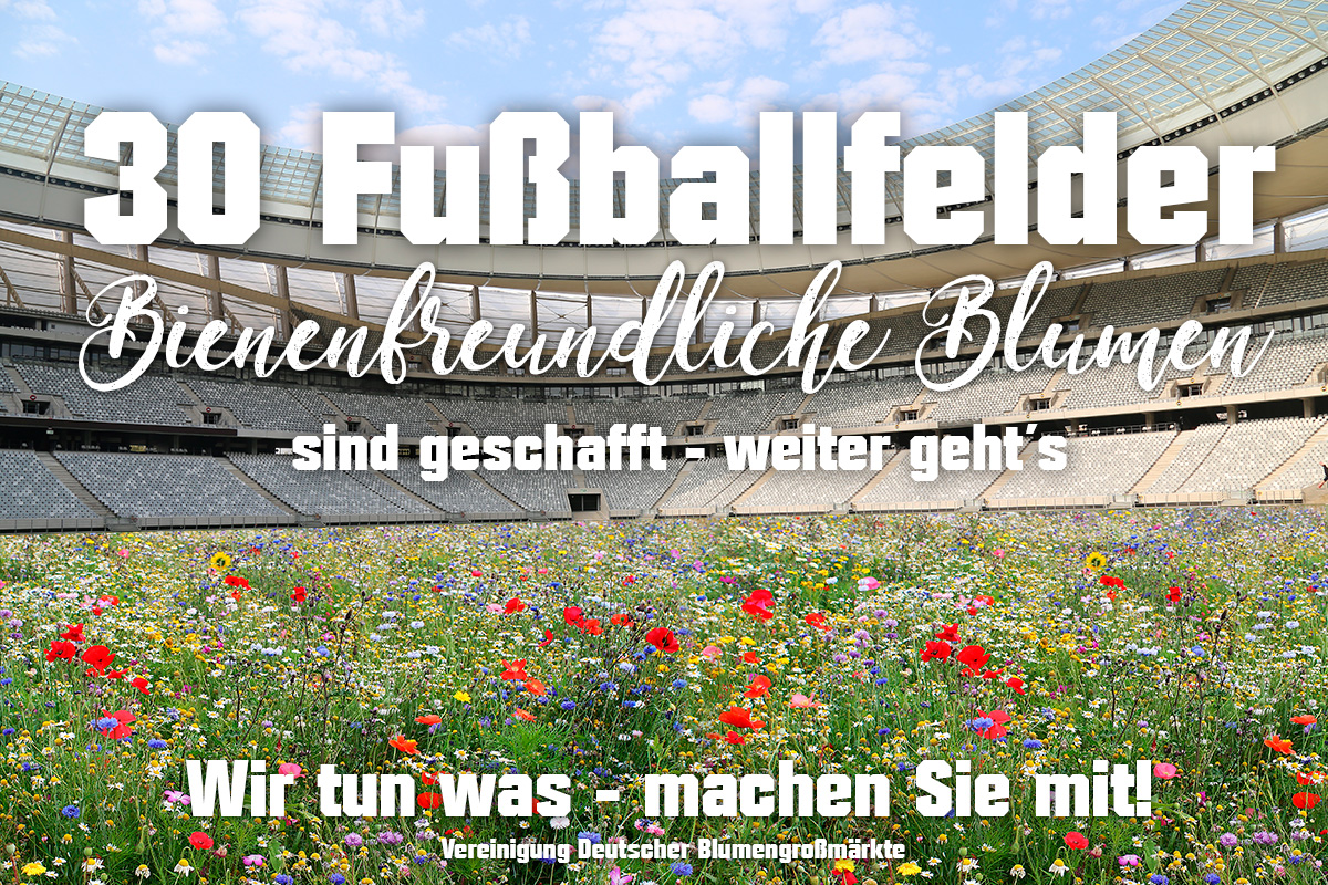 30 fussbalfelder 1200px