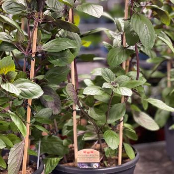 176115217 7604987399979205180 n 398