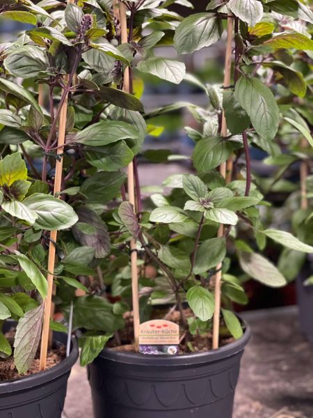 176115217 7604987399979205180 n 398