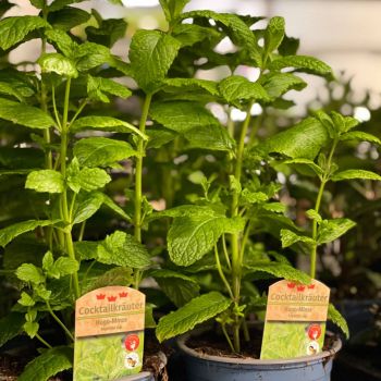 176214114 4428787993641683088 n 402