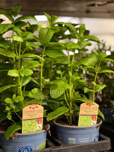 176214114 4428787993641683088 n 402