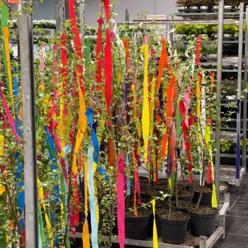 176299994 263217467396785236 n 406