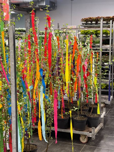 176299994 263217467396785236 n 406