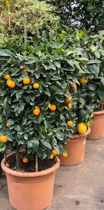 176331581 5844006076348207724 n 407