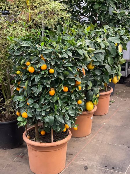 176331581 5844006076348207724 n 407