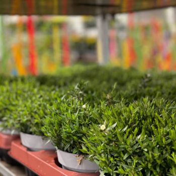 176425984 5019617999011221311 n 413