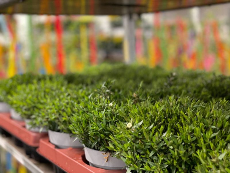 176425984 5019617999011221311 n 413