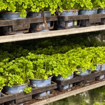 176425987 1159109367146742825 n 414