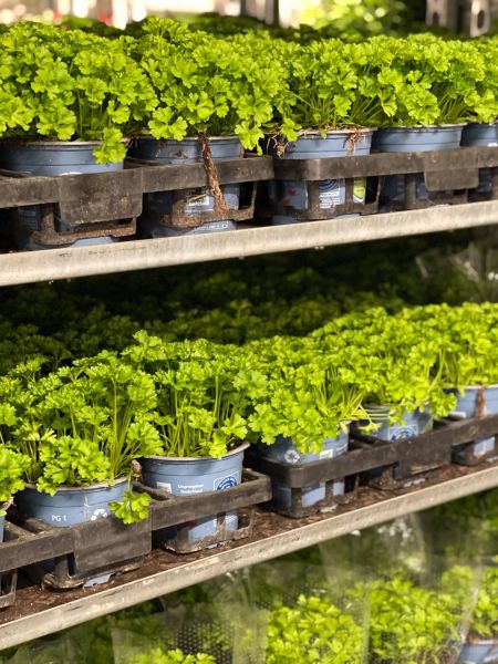 176425987 1159109367146742825 n 414