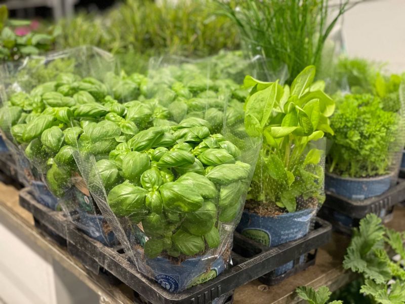 176550834 917757071404345209 n 417